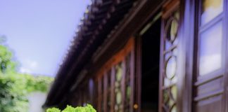 Drzewko na szczęście