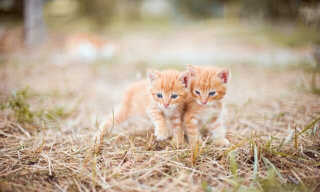 Czy smary można mieszać?