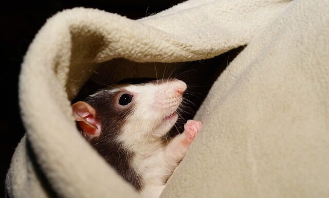 Jak długo oswaja się świnka morska?