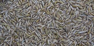 Kto produkuje kanapy dla Agata Meble?