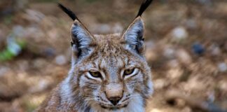 Jak usunąć rysy z metalowego zlewu?