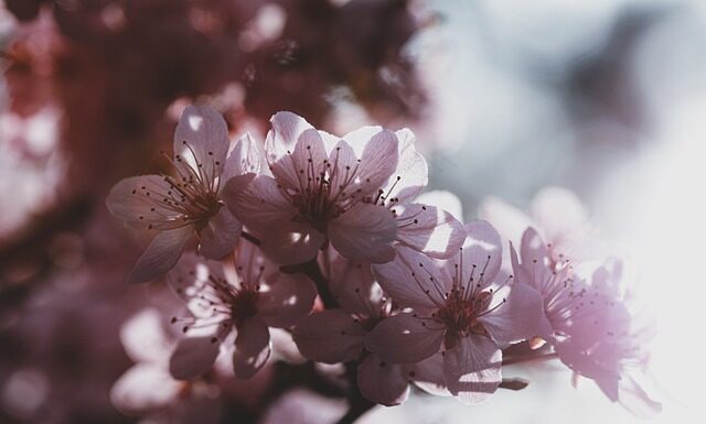 Gdzie produkują Smart?