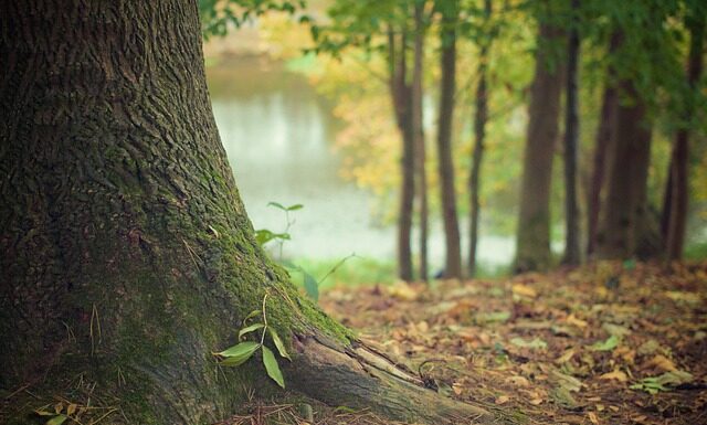Czy ścięte drzewo puści korzenie?