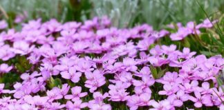 Jak zrobić obraz z mchu i roślin?