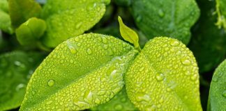 Czy mróz wyciąga wilgoć z drewna?