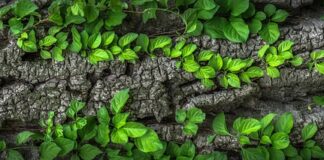 Dlaczego pęka kora drzew owocowych?