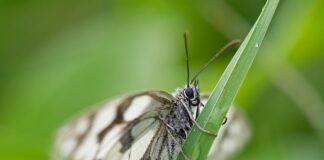 Czy bielenie drzew chroni przed robakami?