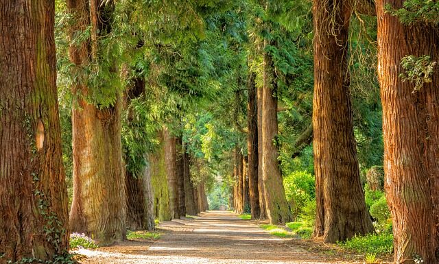 Na jakich drzewach można szczepić?