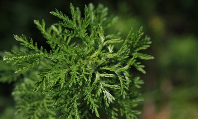 Kiedy powinno się bielić drzewka?