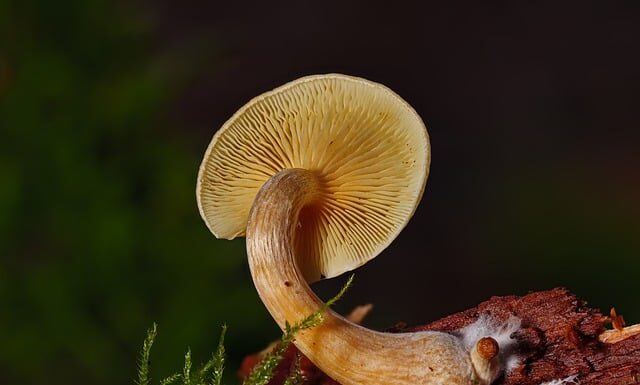 Jak długo Grzybnia rozkłada pień?