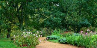 Co lepsze dla świnki morskiej trociny czy żwirek?