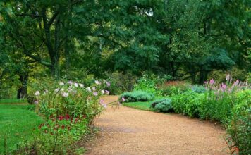 Co lepsze dla świnki morskiej trociny czy żwirek?