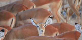 Jaki smar do wahaczy aluminiowych?