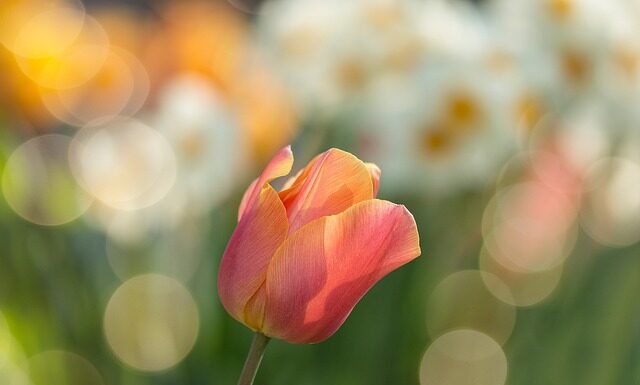 Jak wykorzystać stary pień w ogrodzie?
