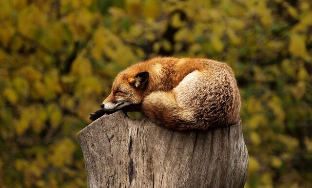 Czy spanie na podłodze pomaga na ból pleców?