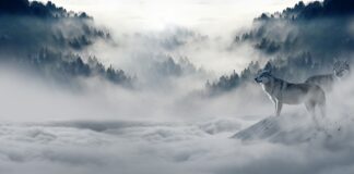 Kiedy wycinać wilki na jabłoni?