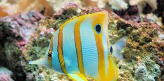 Co zamiast miedziana?