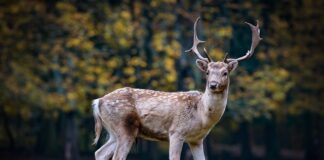 Czy sarna przeskoczy przez płot?