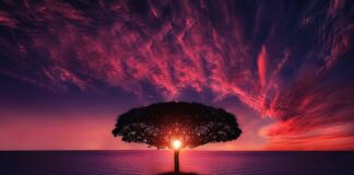 Pod jakie drzewa sypać wapno?