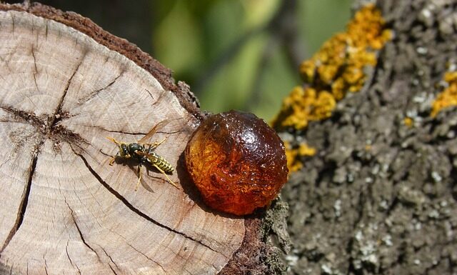 Czym zamalować obcięte gałęzie?