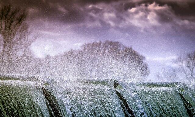 Jakie rośliny można pryskać drożdżami?