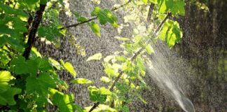 Kiedy robi się oprysk miedzianem?