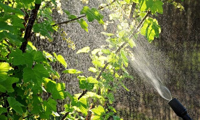 Kiedy robi się oprysk miedzianem?