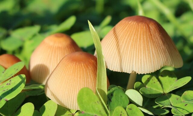 Jak zmusić drzewko do owocowania?