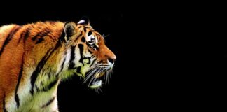 Czy warto kupić automat?