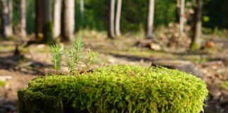 Jak zregenerować sprężynę?