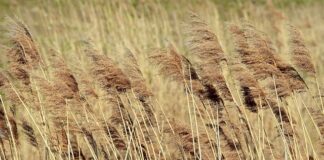 Jaki mech do stroików?